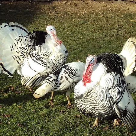 Daire Einfach.ausspannen Neumarkt im Muhlkreis