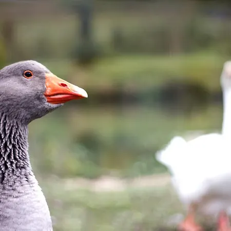Einfach.ausspannen Neumarkt im Muhlkreis