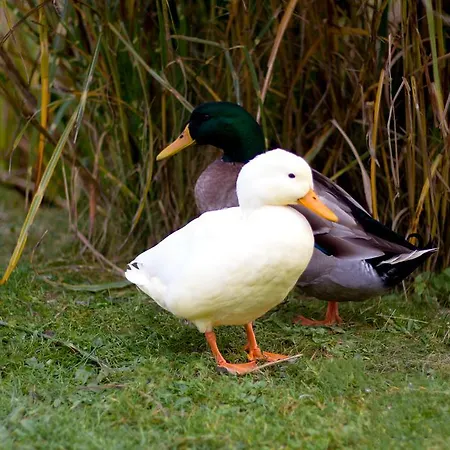 Apartament Einfach.ausspannen *