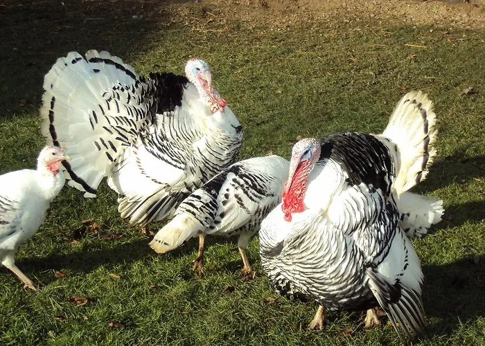 Апартаменты Einfach.ausspannen Neumarkt im Muhlkreis