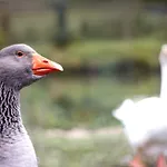 Einfach.ausspannen Neumarkt im Muhlkreis