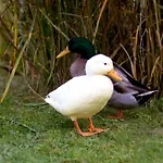 Appartamento Einfach.ausspannen *