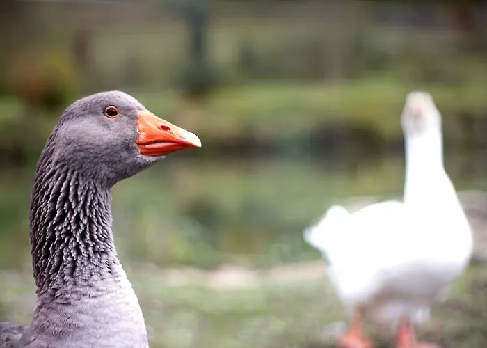 Einfach.ausspannen Neumarkt im Muhlkreis